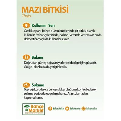 Mazı Piramit Altuni 40-60 Cm