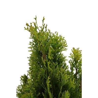 Mazı Piramit Altuni 40-60 Cm