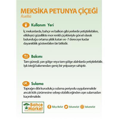 Meksika Petunya Çiçeği