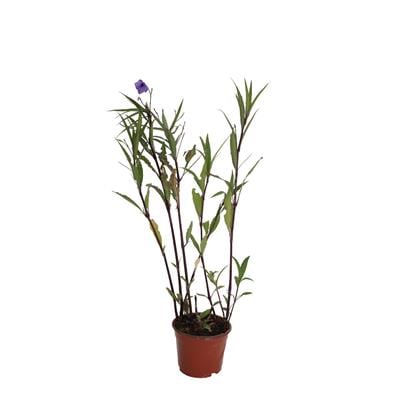 Meksika Petunya Çiçeği