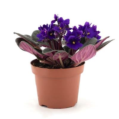 Menekşe Afrika İthal 10-20 Cm