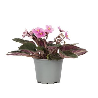 Menekşe Afrika İthal 10-20 Cm