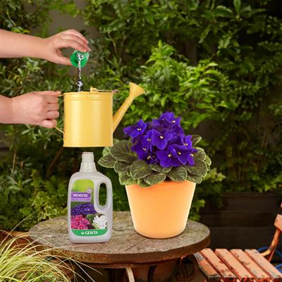 Menekşeler için Sıvı Besin