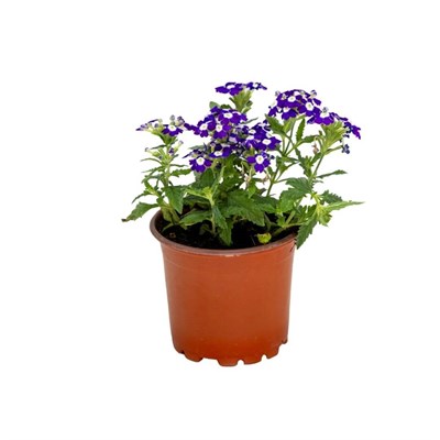 Mine Çiçeği 20-30 Cm