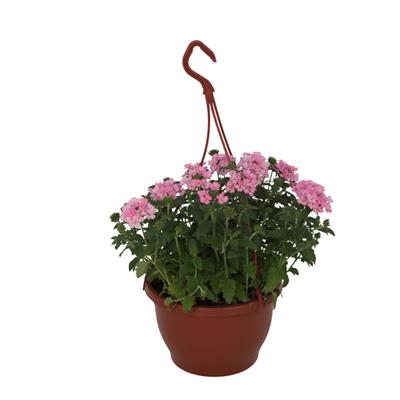 Mine Çiçeği (Askılı)