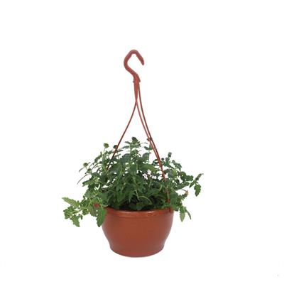 Mine Çiçeği (Askılı)