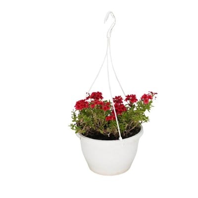 Mine Çiçeği Askılı 20-30 Cm