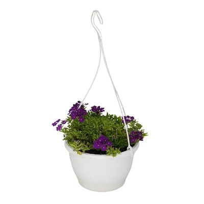 Mine Çiçeği Askılı 20-30 Cm
