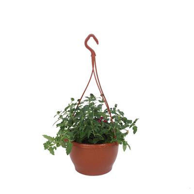 Mine Çiçeği (Askılı)