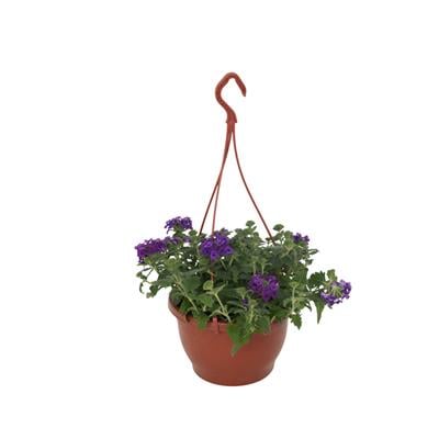 Mine Çiçeği (Askılı)