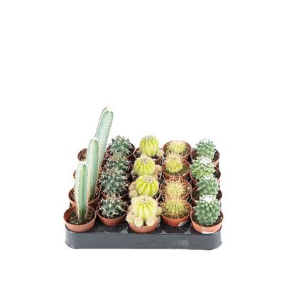 Mini Kaktüs - Çap 5.5 Cm - Boy 5-10 Cm  Yeşil