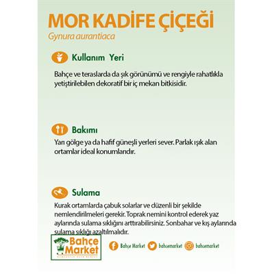 Mor Kadife Çiçeği