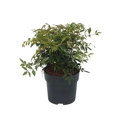 Nandina Domestica (Bodur Cennet Bambusu) 30-40 Cm