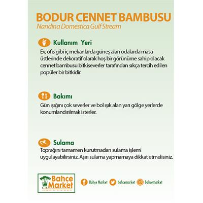 Nandina Domestica (Bodur Cennet Bambusu) 30-40 Cm