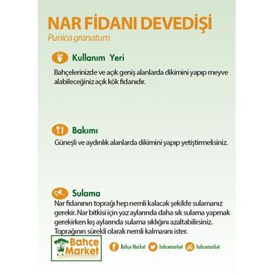 Nar Fidanı Devedişi Çıplak Kök