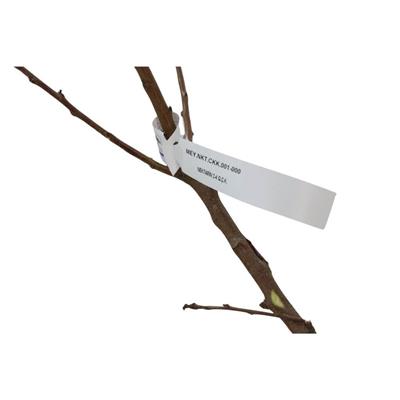 Nektarin Fidanı Çıplak Kök