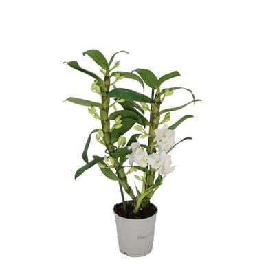 Orkide (Dendrobıum) Mix 40-60 cm