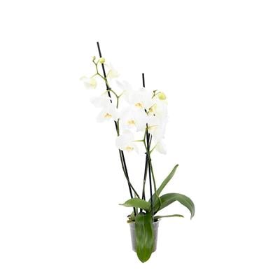 Orkide İthal 3 Dal 40-60 Cm