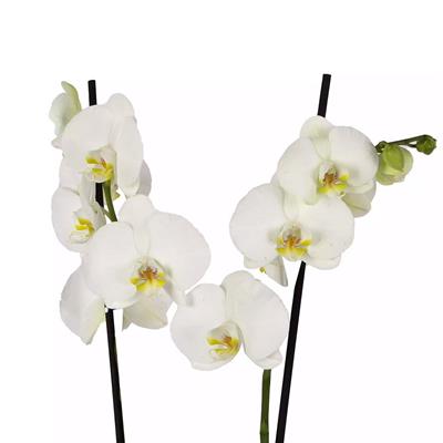 Orkide İthal (Çift Dal ) 60-70 Cm