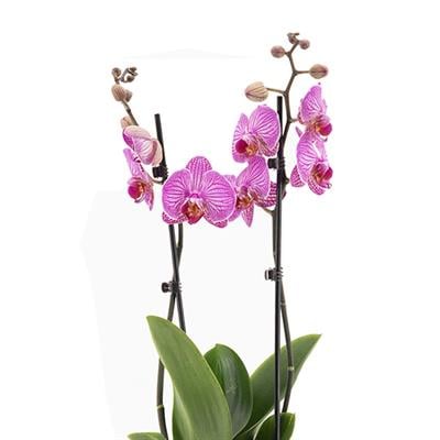 Orkide İthal (Çift Dal ) 60-70 Cm