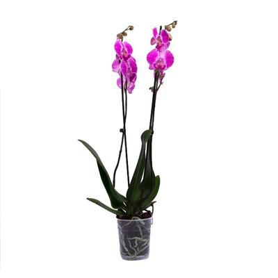 Orkide İthal (Çift Dal ) 60-70 Cm