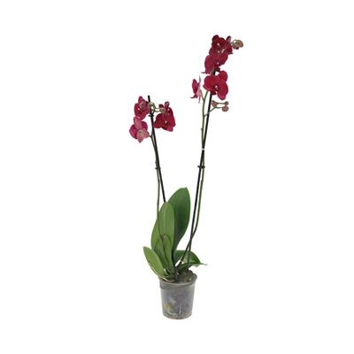 Orkide İthal (Çift Dal ) 60-70 Cm