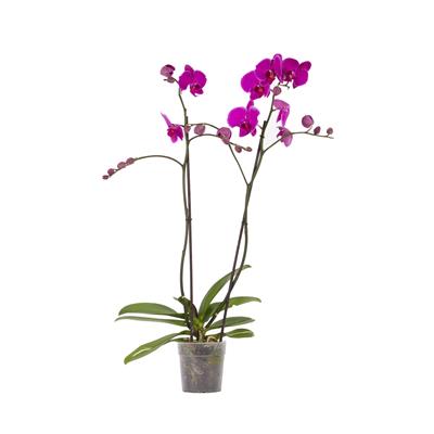 Orkide İthal (Çift Dal ) 60-70 Cm