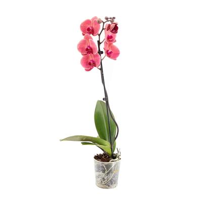 Tek Dal Orkide - Boy 60- 70 Cm