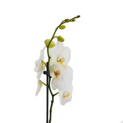 Tek Dal Orkide - Boy 60- 70 Cm