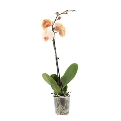Tek Dal Orkide - Boy 60- 70 Cm