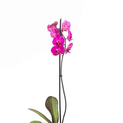 Tek Dal Orkide - Boy 60- 70 Cm