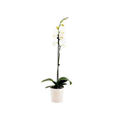 Tek Dal Orkide - Boy 60- 70 Cm