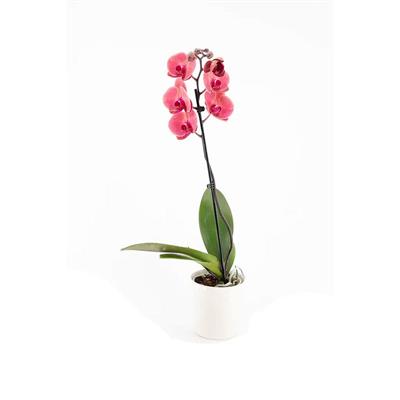 Tek Dal Orkide - Boy 60- 70 Cm