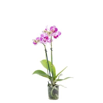 Orkide Mini 20-40 Cm