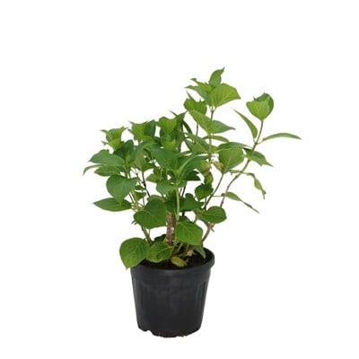 Ortanca Çiçeği 30-40 Cm