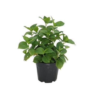 Ortanca Çiçeği 30-40 Cm