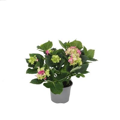 Ortanca Çiçeği 30-40 Cm