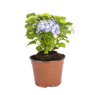 Ortanca Çiçeği 30-40 Cm