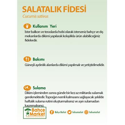 Oturak Salatalık (Hıyar) Fidesi