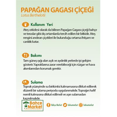 Papağan Gagası Çiçeği