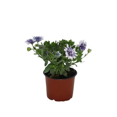Papatya Bodrum Çiçeği Mix 10 - 20 Cm
