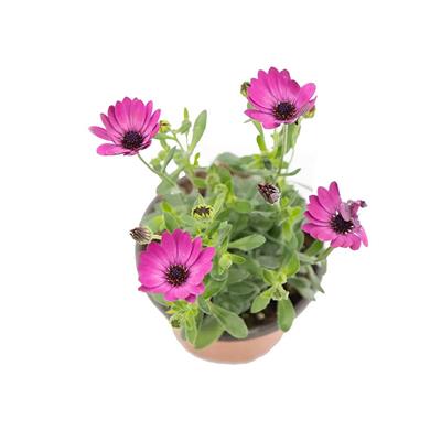 Papatya Bodrum Çiçeği Mix 10 - 20 Cm