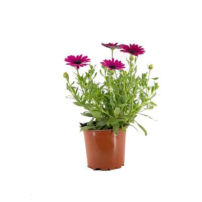 Papatya Bodrum Çiçeği Mix 10 - 20 Cm