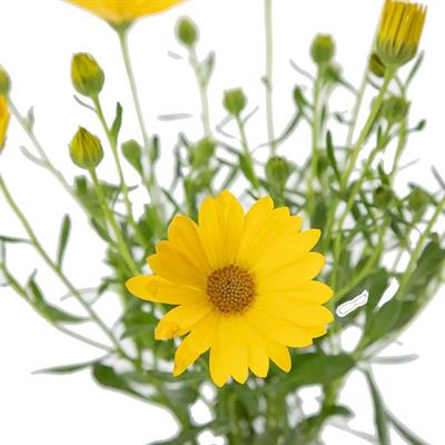 Papatya Bodrum Çiçeği Mix 10 - 20 Cm