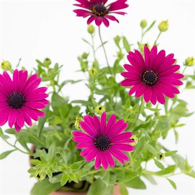 Papatya Bodrum Çiçeği Mix 10 - 20 Cm