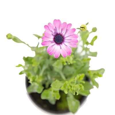 Papatya Bodrum Çiçeği Mix 10 - 20 Cm