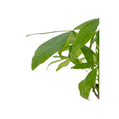 Para Ağacı ( Pachira ) 30-40 Cm