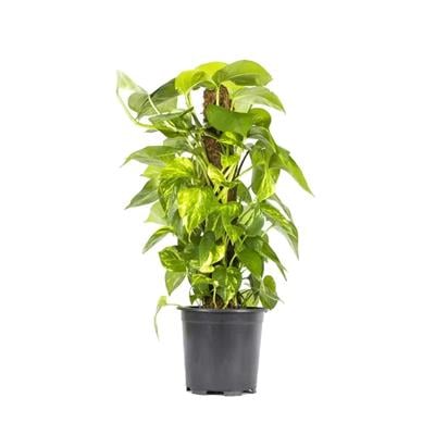 Patos Sarmaşığı 60 - 80 Cm Yeşil