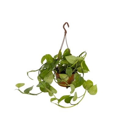 Patos Sarmaşığı Askılı