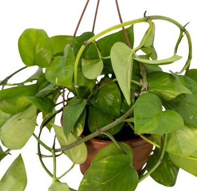 Patos Sarmaşığı Askılı